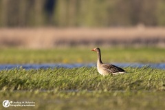 Gęgawa (Anser anser)
