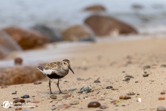 Biegus zmienny (Calidris alpina)