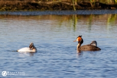 Perkoz dwuczuby (Podiceps cristatus)