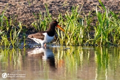 Ostrygojad zwyczajny (Haematopus ostralegus)