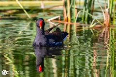 Kokoszka zwyczajna (Gallinula chloropus)