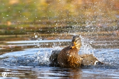 Krzyżówka (Anas platyrhynchos)