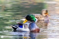 Krzyżówka (Anas platyrhynchos)