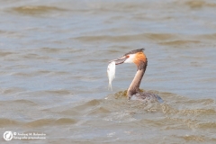 Perkoz dwuczuby (Podiceps cristatus) 