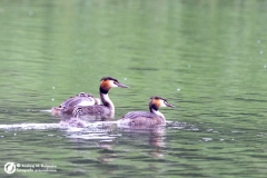 Perkoz dwuczuby (Podiceps cristatus) 