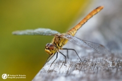 Szablak (Sympetrum sp.)