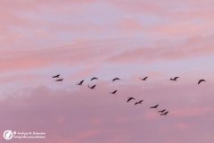 Żuraw (Grus grus)